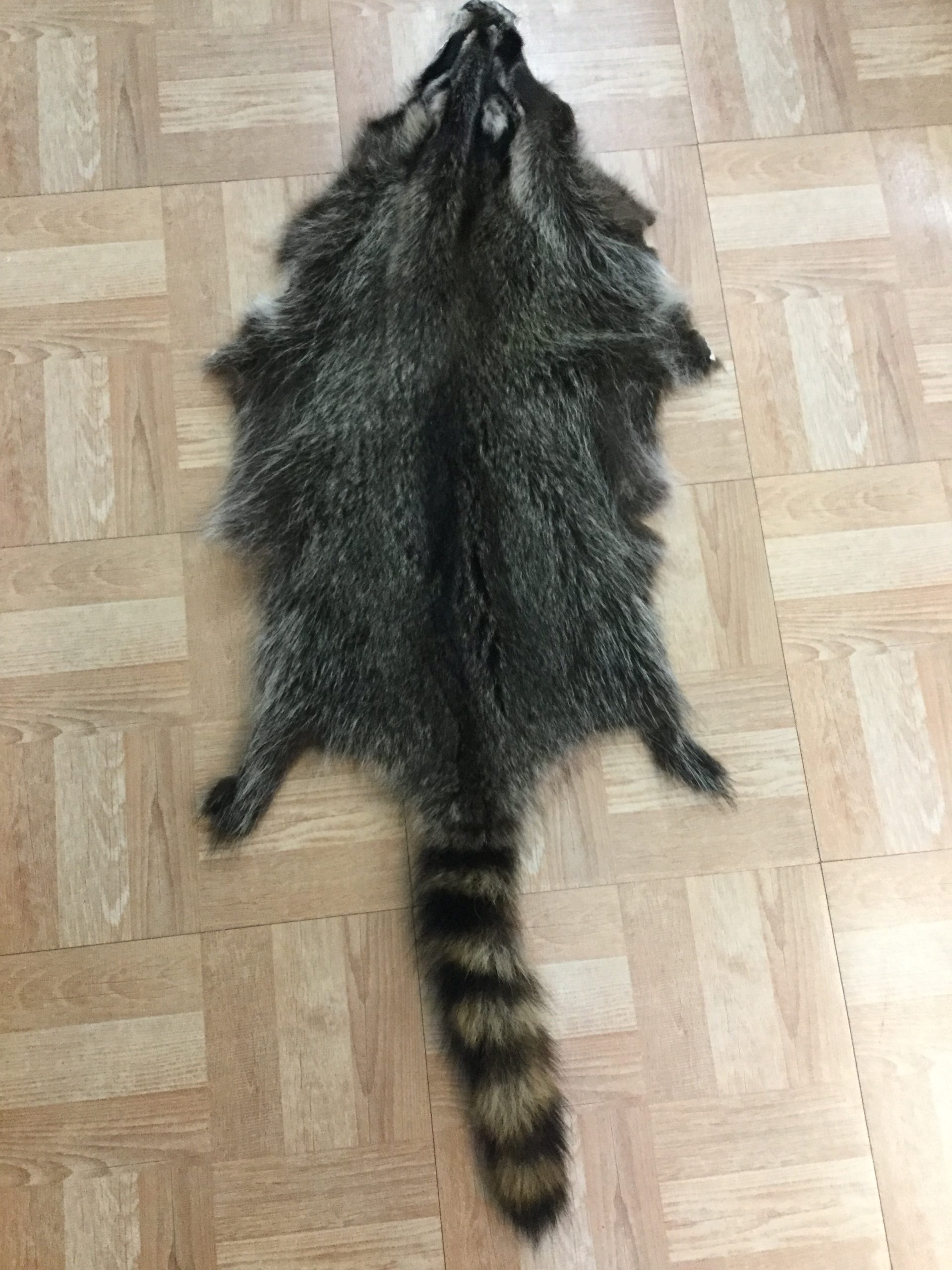 Raccoon