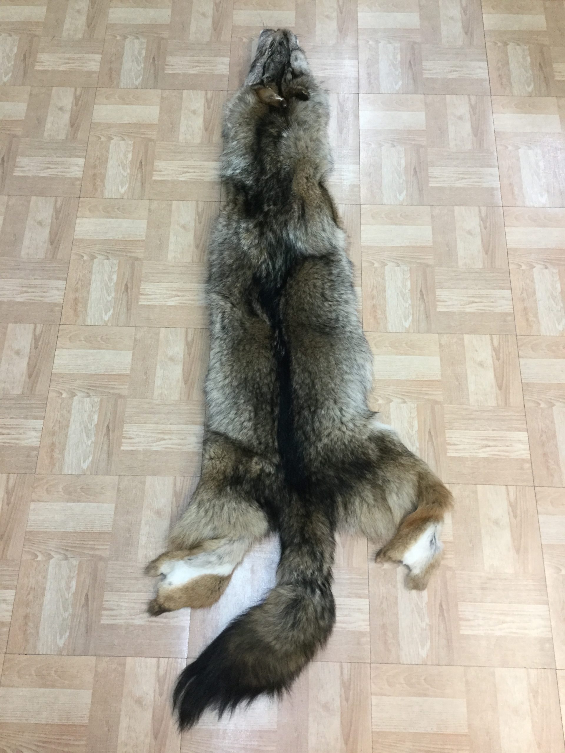 XL Coyote